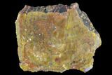 7.4" Colorful, Polished Petrified Wood Section - Arizona - #129534-1